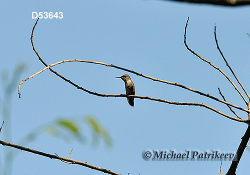 Vervain Hummingbird (Mellisuga minima)